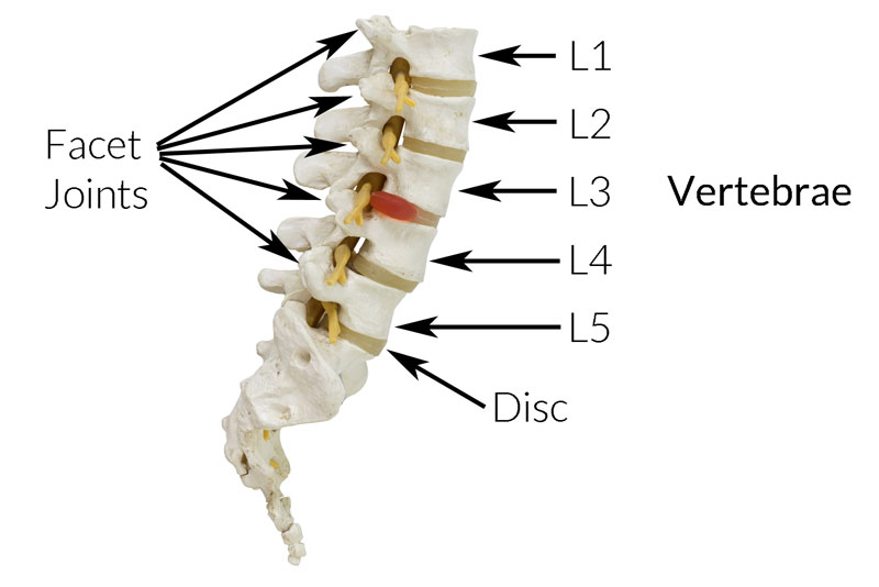 Identifying The Sources Of Low Back Pain Identifying The Sources Of Low Back Pain
