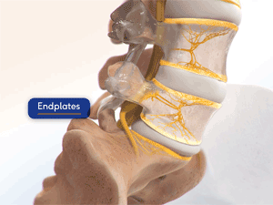 Illustration of vertebral endplates