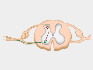 Spinal cord cross-section illustration showing dorsal root ganglion